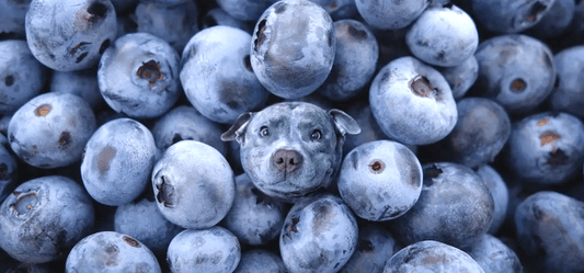 Why Avoiding Artificial Additives in Dog Treats Matters