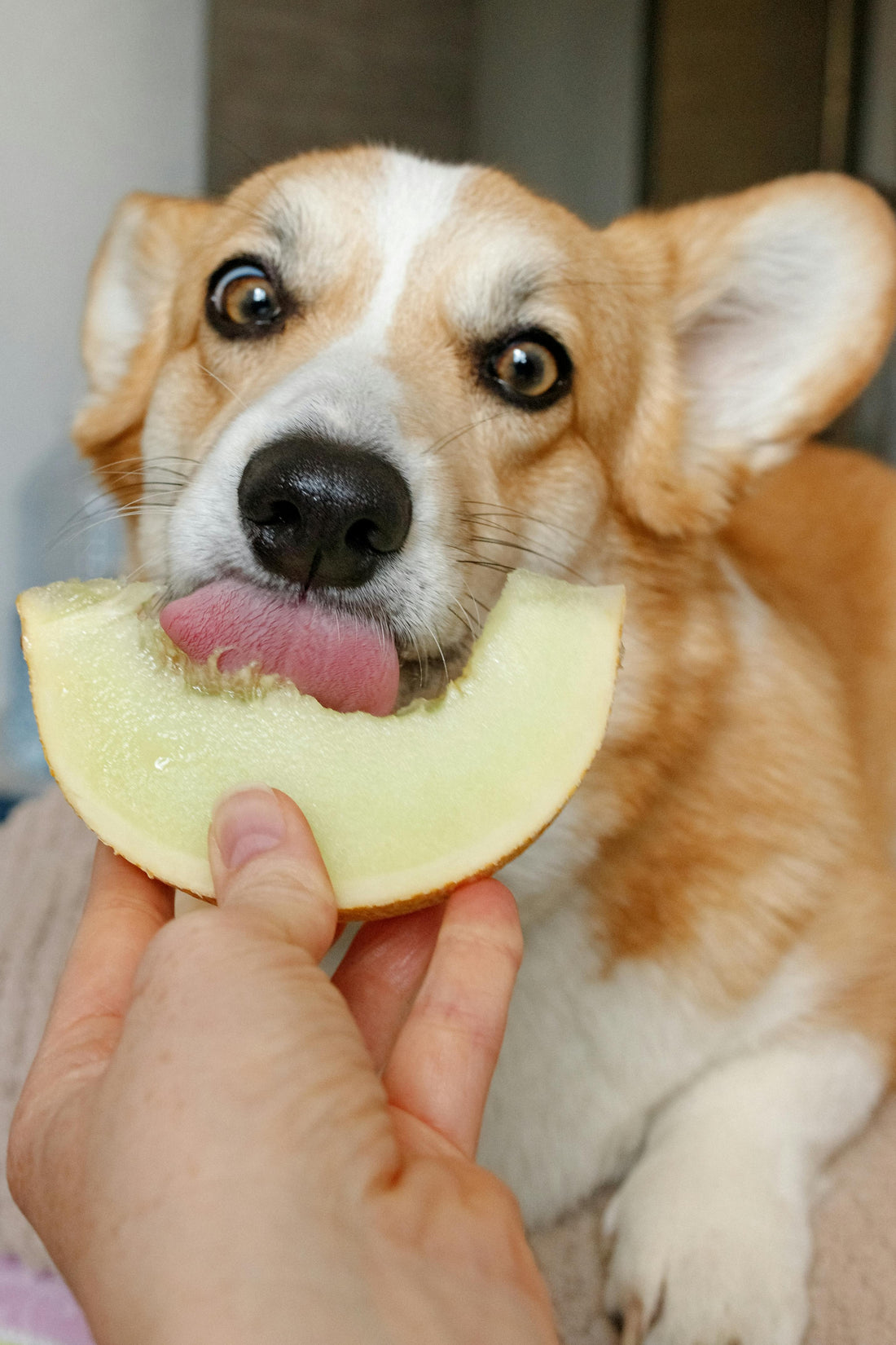 New Year, New Healthy Eating for Your Dog