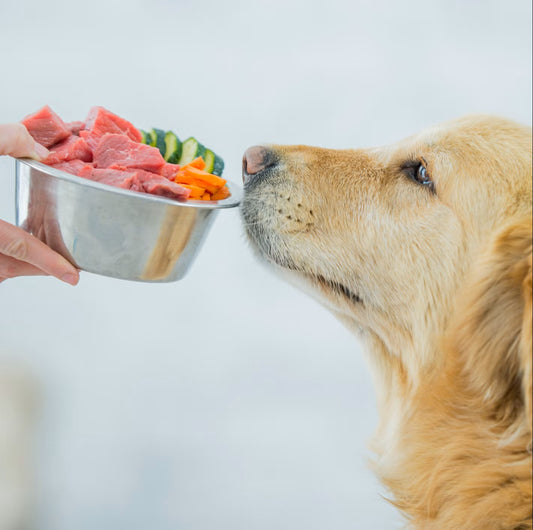 Raw Dog Food: Should You Try It?